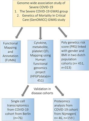 The Genetic Risk for COVID-19 Severity Is Associated With Defective Immune Responses